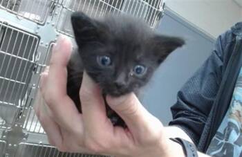 ASH -  Domestic Short Hair Cat for Adoption in Salinas, California - ASH | PetCurious