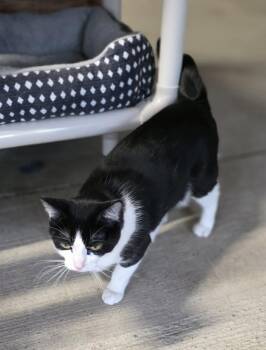 Domestic Short Hair Cats Available for Adoption - Eleanor | PetCurious