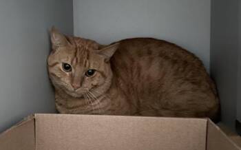 Bartholomew -  Domestic Short Hair Cat for Adoption - Bartholomew | PetCurious