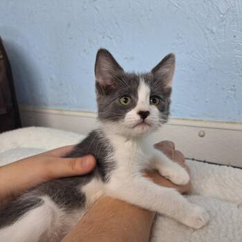 Ringo -  Domestic Short Hair Cat for Adoption in Clarinda, Iowa - Ringo | PetCurious