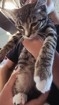 Rescue Tiger Cats for Adoption in Phoenix, Arizona - PEPPER - October ONLY 30% Off Adoption Fee | PetCurious