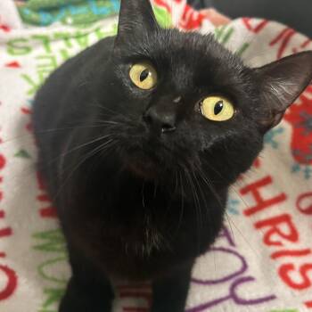 Basmati -  Domestic Short Hair Cat for Adoption in Fresno, California - Basmati | PetCurious