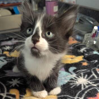 September -  Domestic Long Hair Cat for Adoption in Brighton, Missouri - September | PetCurious