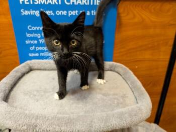 Meesa -  Domestic Short Hair Cat for Adoption in Rowlett, Texas - Meesa | PetCurious