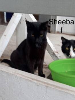 sheeba -  Domestic Short Hair Cat for Adoption in Bend, Oregon - Sheeba | PetCurious