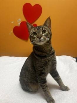 Domestic Short Hair Cats Available for Adoption - Curly Sue | PetCurious