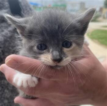 Domestic Short Hair Cats Available for Adoption in Dallas, Texas - PEEP | PetCurious