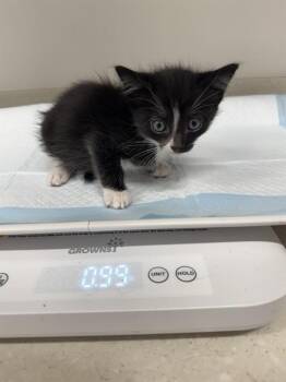 PRIMROSE -  Domestic Short Hair Cat for Adoption in Baytown, Texas - PRIMROSE | PetCurious