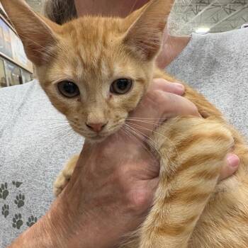 Charlie -  Domestic Short Hair Cat for Adoption in NEW PT RICHEY, Florida - Charlie | PetCurious