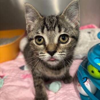 Raven 49C26 -  Domestic Short Hair Cat for Adoption in Napoleon, Ohio - Raven 49C26 | PetCurious