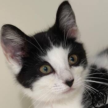 Ruby -  Domestic Short Hair Cat for Adoption in Victor, New York - Ruby | PetCurious