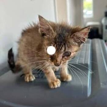 Mabel -  Domestic Short Hair Cat for Adoption in Madison, Wisconsin - Mabel | PetCurious
