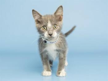 PEPPER -  Domestic Short Hair Cat for Adoption in Phoenix, Arizona - PEPPER | PetCurious