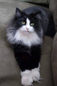 Norwegian Forest Cat Cats Available for Adoption - Cedric ( M) 5yrs Old Norwegian Forest  | PetCurious