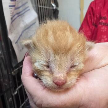 Tommen -  Domestic Short Hair Cat for Adoption in Belfair, Washington - Tommen | PetCurious