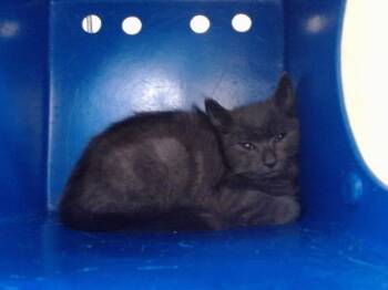 A605027 -  Domestic Medium Hair Cat for Adoption in Orlando, Florida - A605027 | PetCurious