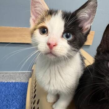 26-325 Leia -  Domestic Short Hair Cat for Adoption in North Branford, Connecticut - 26-325 Leia | PetCurious