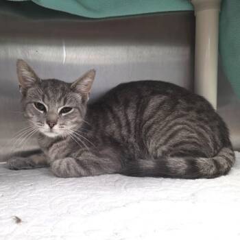 Domestic Short Hair Cats Available for Adoption in Fort Wayne, Indiana - Montigo | PetCurious