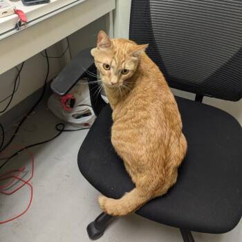 Fiona -  Domestic Short Hair Cat for Adoption in Charlottesville, Virginia - Fiona | PetCurious