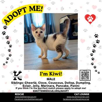 Kiwi -  Domestic Short Hair Cat Available for Adoption in OSBORNVILLE, New Jersey - Kiwi | PetCurious