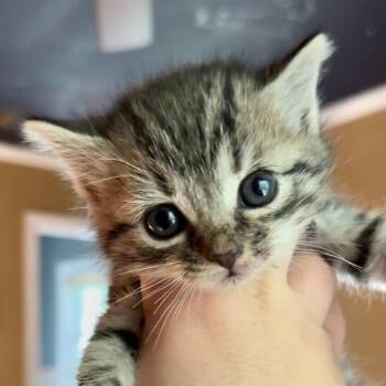 Domestic Short Hair Cats Available for Adoption in Richmond, Virginia - Doppler | PetCurious