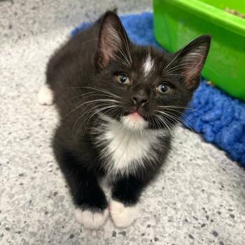 26-320 Boots -  Domestic Short Hair Cat for Adoption in North Branford, Connecticut - 26-320 Boots | PetCurious