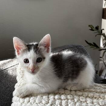Penny Van Byssum -  Domestic Short Hair Cat for Adoption in Morrison, Colorado - Penny Van Byssum | PetCurious