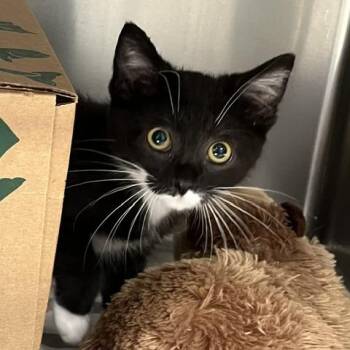Mozi -  Domestic Short Hair Cat for Adoption in Baltimore, Maryland - Mozi | PetCurious
