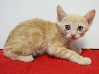 NORTH -  Domestic Short Hair Cat for Adoption in Sacramento, California - NORTH | PetCurious