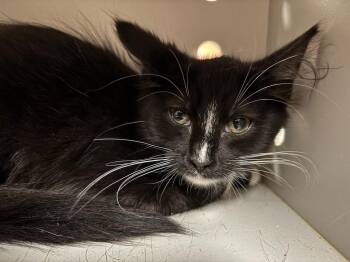 Domestic Medium Hair Cats Available for Adoption - Clover | PetCurious