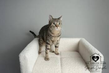 Domestic Short Hair Cats Available for Adoption - Viola ( Orange) | PetCurious