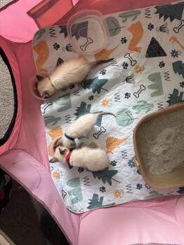 Dewey IV -  Siamese and American Shorthair Cat for Adoption in Austin, Texas - Dewey IV | PetCurious