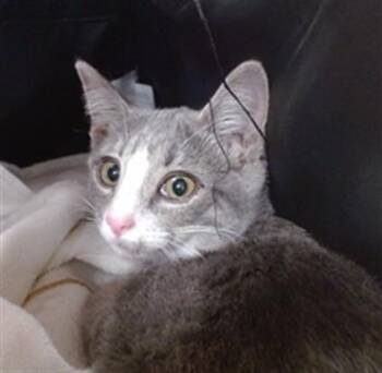 OPALITE -  Domestic Short Hair Cat for Adoption in Louisville, Kentucky - OPALITE | PetCurious
