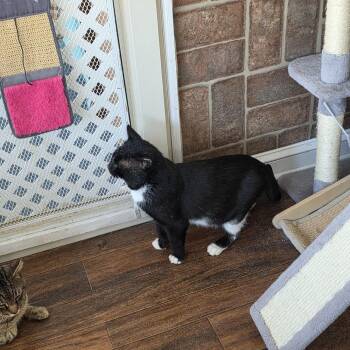 Domestic Short Hair Cats Available for Adoption - Thomas St Bernard | PetCurious