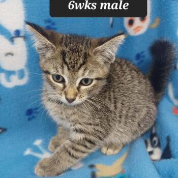 Wonder -  Domestic Short Hair Cat for Adoption in New Tazewell, Tennessee - Wonder | PetCurious