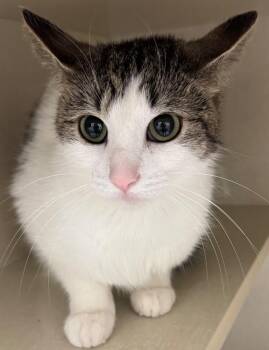 Domestic Short Hair Cats Available for Adoption in Winnipeg, Manitoba - Lovely | PetCurious