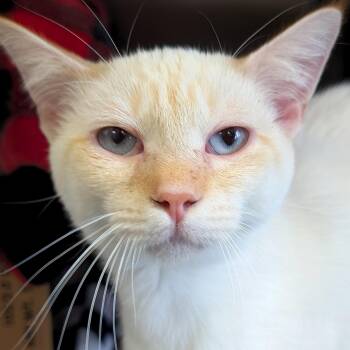Domestic Short Hair and Siamese Cats Available for Adoption - Casper | PetCurious