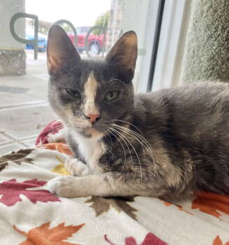 Rescue Dilute Calico and Domestic Short Hair Cats for Adoption in Dublin, Ohio - Gabriella | PetCurious