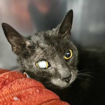 Rescue Domestic Short Hair Cats for Adoption in Martinsville, Virginia - Pickles | PetCurious