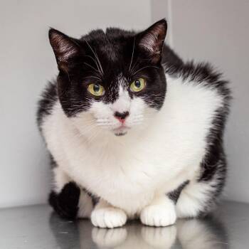 Domestic Short Hair Cats Available for Adoption - Lucy | PetCurious