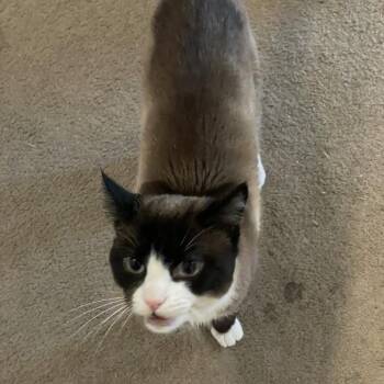 Bartholomew -  Domestic Short Hair Cat for Adoption in Las Vegas, Nevada - Bartholomew | PetCurious