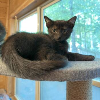 Onyx -  American Shorthair Cat for Adoption in Helena, Alabama - Onyx | PetCurious