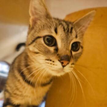 Domestic Short Hair Cats Available for Adoption - Unclaimed Item | PetCurious