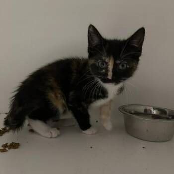 Margot -  Domestic Short Hair Cat Available for Adoption in Stillwater, Oklahoma - Margot | PetCurious