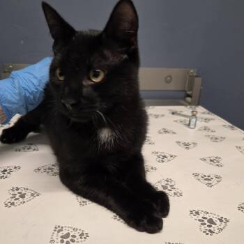 Apple Cider -  Domestic Short Hair Cat for Adoption in Kennebunk, Maine - Apple Cider | PetCurious