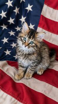 POM-POM -  Calico and Siberian Cat for Adoption in Escalon, California - POM-POM | PetCurious