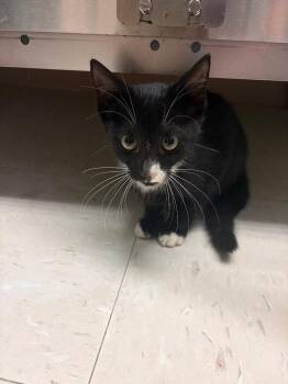 Gwen Stefani -  Domestic Short Hair Cat for Adoption in Morgantown, Kentucky - Gwen Stefani | PetCurious