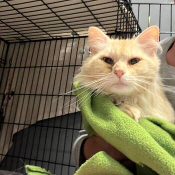 Domestic Long Hair Cats Available for Adoption in Summerlee, West Virginia - Sebastian | PetCurious