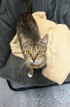 Rescue Domestic Short Hair and Tabby Cats for Adoption in Morehead, Kentucky - Sadie ADULT FEMALE TABBY FIV+ | PetCurious