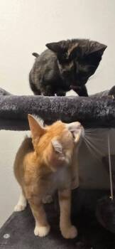 Bananas (Jack) -  Domestic Short Hair Cat for Adoption in Miami, Oklahoma - Bananas (Jack) | PetCurious